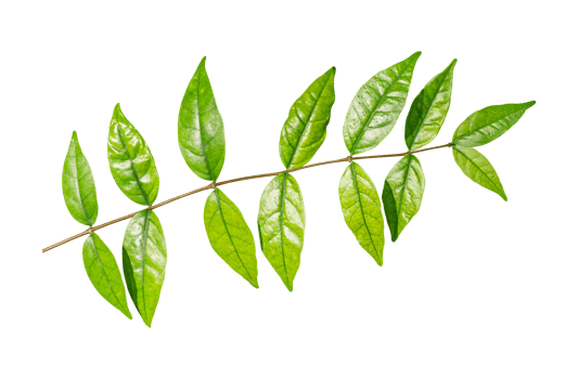 Green leaves branch isolated on transparent background, PNG File Format