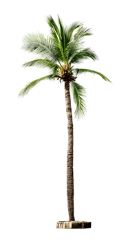 Coconut palm tree isolated on transparent background png