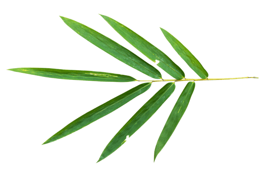 Bamboo leaf branch isolated on transparent background PNG File.