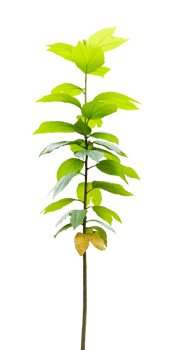 Young tree isolated on transparent background PNG File.