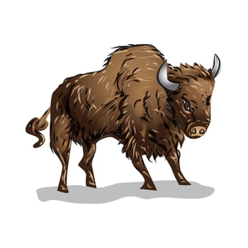 Bison Vector Illustration