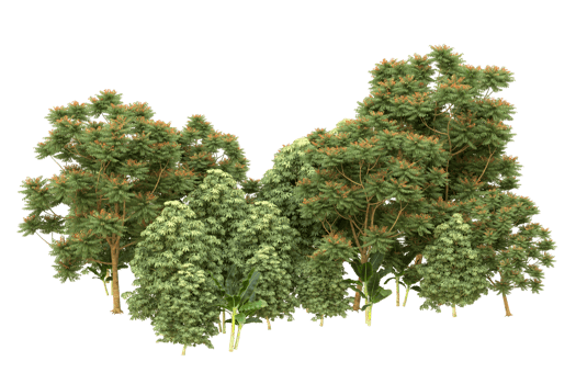 Realistic forest isolated on transparent background. 3d rendering - illustration png