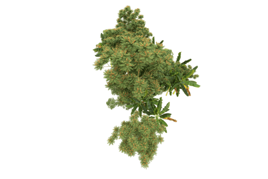 Realistic forest isolated on transparent background. 3d rendering - illustration png