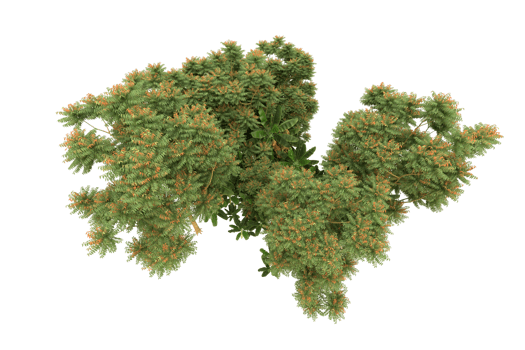 Realistic forest isolated on transparent background. 3d rendering - illustration png