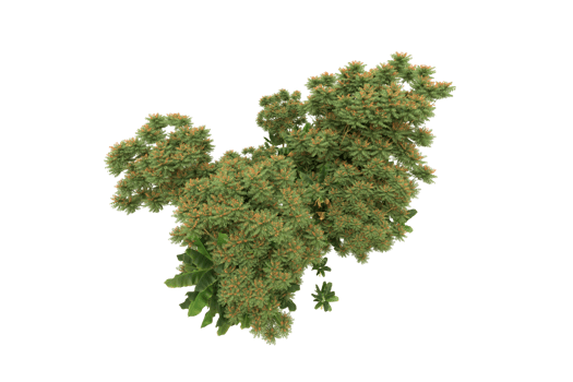 Realistic forest isolated on transparent background. 3d rendering - illustration png