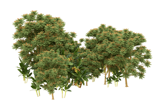 Realistic forest isolated on transparent background. 3d rendering - illustration png