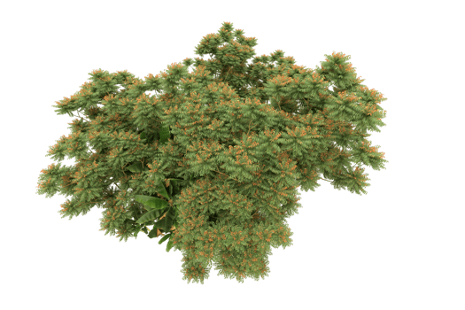 Realistic forest isolated on transparent background. 3d rendering - illustration png