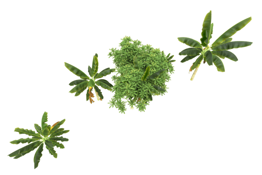Realistic forest isolated on transparent background. 3d rendering - illustration png