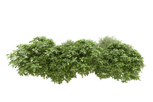Realistic forest isolated on transparent background. 3d rendering - illustration png