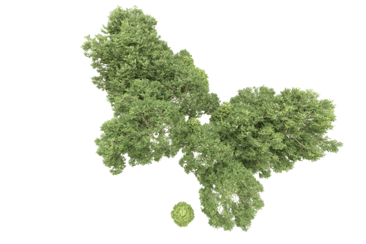 Realistic forest isolated on transparent background. 3d rendering - illustration png