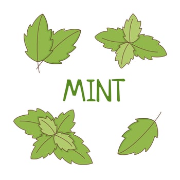 Set of mint vector