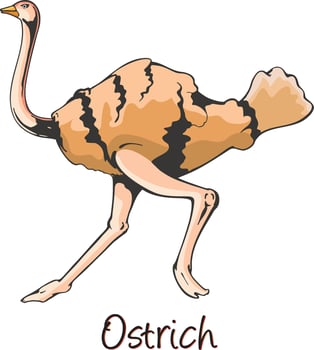 Ostrich, Color Illustration vector