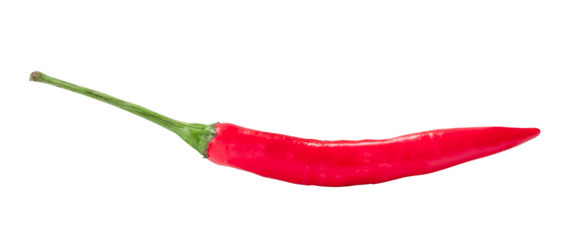 Front view of fresh red chili or pepper isolated with clipping path in png file format. Hot spices