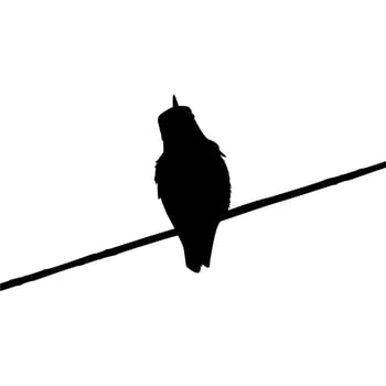 Perched Hummingbird Silhouette, can use Art Illustration, Website, Logo Gram, Pictogram or Graphic Design Element. Vector Illustration