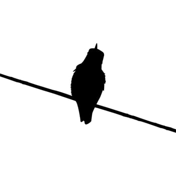 Perched Hummingbird Silhouette, can use Art Illustration, Website, Logo Gram, Pictogram or Graphic Design Element. Vector Illustration