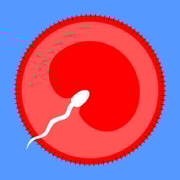 concept of biological fertilization sperm fertilizes egg cell vector