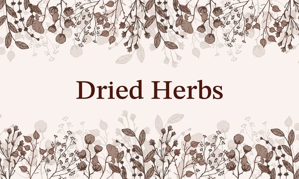 Border Dry Herbs, Dried Flowers. Natural medicine. Vector banner with branches twigs cotton flowers.