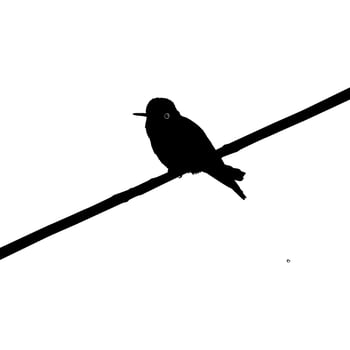 Perched Hummingbird Silhouette, can use Art Illustration, Website, Logo Gram, Pictogram or Graphic Design Element. Vector Illustration