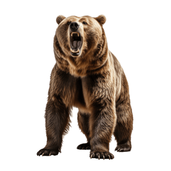 bear standing on its hind legs and growling isolated png