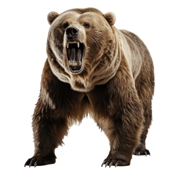 bear standing on its hind legs and growling isolated png