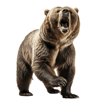 bear standing on its hind legs and growling isolated png