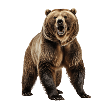 bear standing on its hind legs and growling isolated png