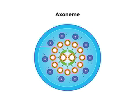 Axoneme is the part of flagella and cilia that lies outside the cell and is anchored inside the cell via a basal body. vector
