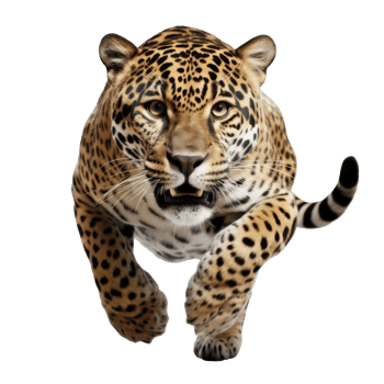 a jaguar in a jump isolated png
