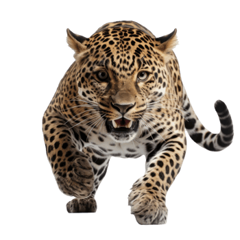 a jaguar in a jump isolated png