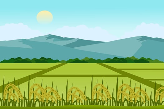 Beautiful rice and paddy fields landscape with mountains vector illustration. A view of a peaceful village.