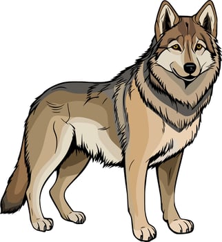 wolf colored wild animal illustration vector