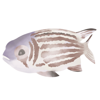 Red squirrel fish watercolor style. png