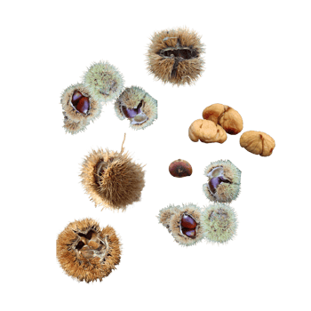 Hedgehog Chestnut Protection png