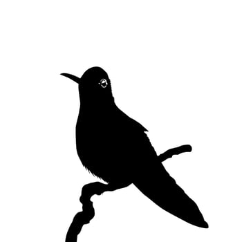 Perched Hummingbird Silhouette, can use Art Illustration, Website, Logo Gram, Pictogram or Graphic Design Element. Vector Illustration