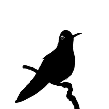 Perched Hummingbird Silhouette, can use Art Illustration, Website, Logo Gram, Pictogram or Graphic Design Element. Vector Illustration