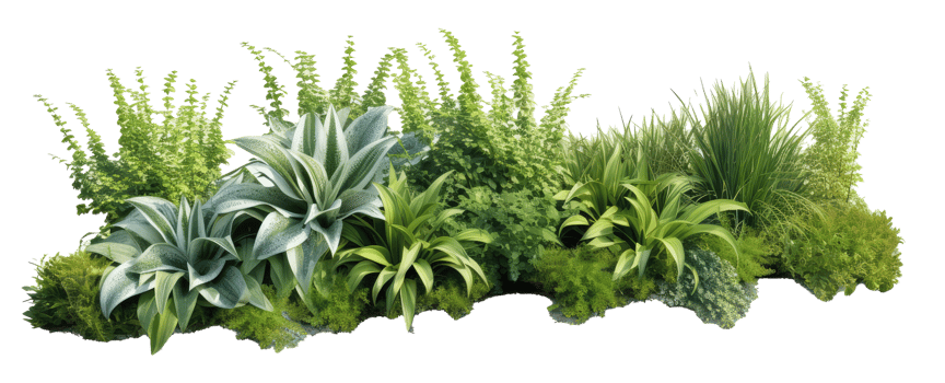 garden containing Rosmarinus officinalis Rosemary and Hosta plantaginea Plantain leaved hosta . AI Generated png