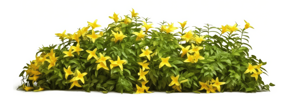 Group of Jasminum Nudiflorum creeper plants . AI Generated png