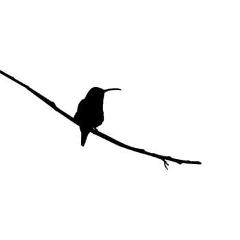 Perched Hummingbird Silhouette, can use Art Illustration, Website, Logo Gram, Pictogram or Graphic Design Element. Vector Illustration