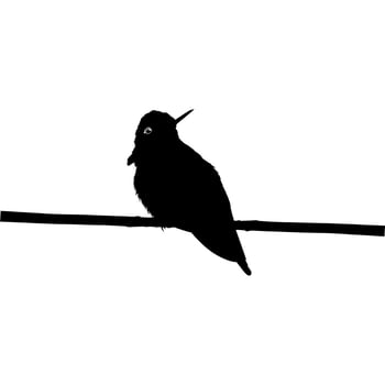Perched Hummingbird Silhouette, can use Art Illustration, Website, Logo Gram, Pictogram or Graphic Design Element. Vector Illustration