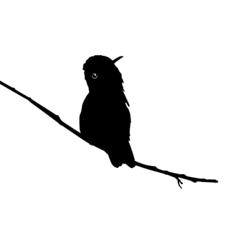 Perched Hummingbird Silhouette, can use Art Illustration, Website, Logo Gram, Pictogram or Graphic Design Element. Vector Illustration