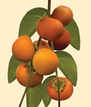 diospyros kaki kesemek fruit vector in orange and green color.