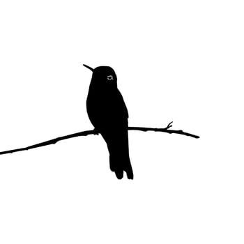 Perched Hummingbird Silhouette, can use Art Illustration, Website, Logo Gram, Pictogram or Graphic Design Element. Vector Illustration