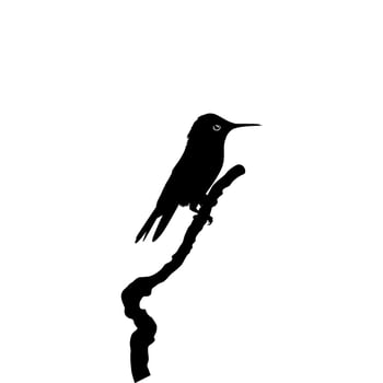 Perched Hummingbird Silhouette, can use Art Illustration, Website, Logo Gram, Pictogram or Graphic Design Element. Vector Illustration