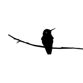 Perched Hummingbird Silhouette, can use Art Illustration, Website, Logo Gram, Pictogram or Graphic Design Element. Vector Illustration