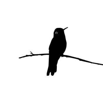 Perched Hummingbird Silhouette, can use Art Illustration, Website, Logo Gram, Pictogram or Graphic Design Element. Vector Illustration