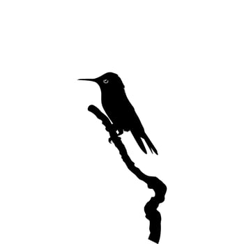 Perched Hummingbird Silhouette, can use Art Illustration, Website, Logo Gram, Pictogram or Graphic Design Element. Vector Illustration