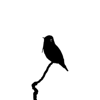 Perched Hummingbird Silhouette, can use Art Illustration, Website, Logo Gram, Pictogram or Graphic Design Element. Vector Illustration