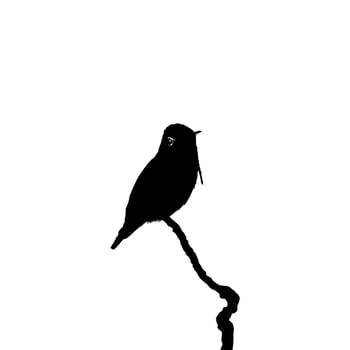 Perched Hummingbird Silhouette, can use Art Illustration, Website, Logo Gram, Pictogram or Graphic Design Element. Vector Illustration