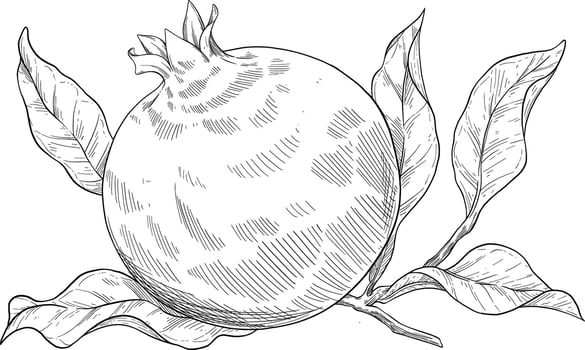 Pomegranate fruit hand drawn illustration vector