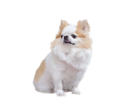 Portrait of long haired chihuahua. Small dog sitting. on transparent background png